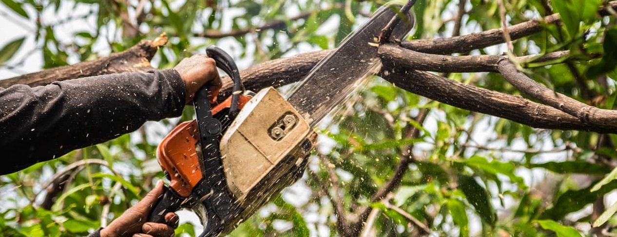 How Often To Trim Trees Learn When Is The Right Time