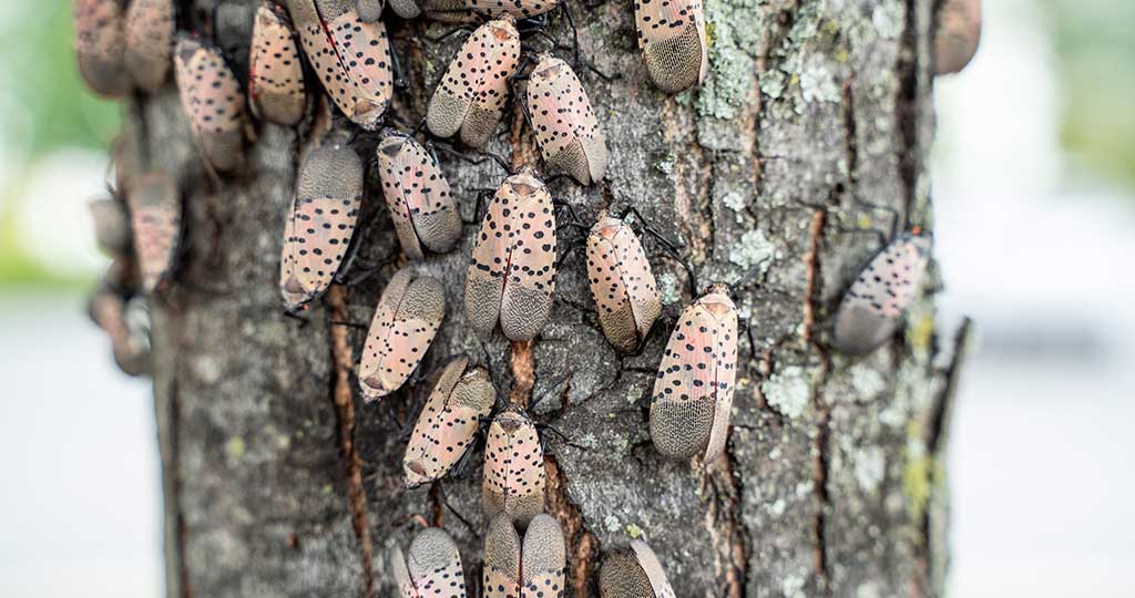 How Do Spotted Lanternflies Damage Trees: Important Facts