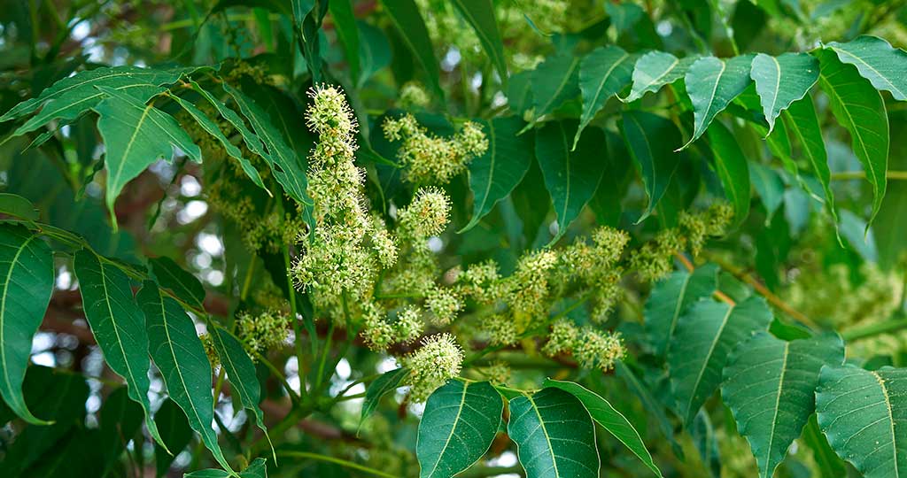 Tree of heaven is a host to spotted lanternflies