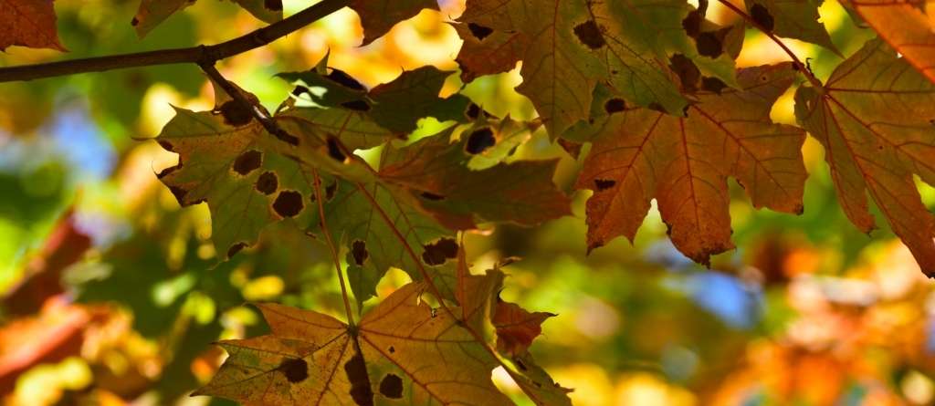 Black spots on tree leaves