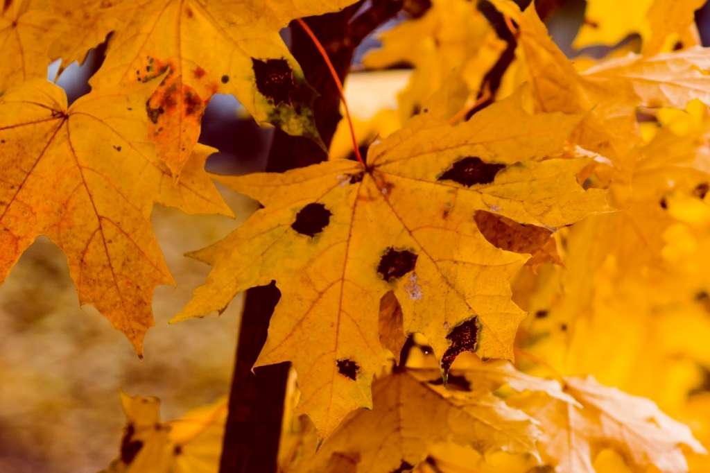 Tar spot disease affects maple trees