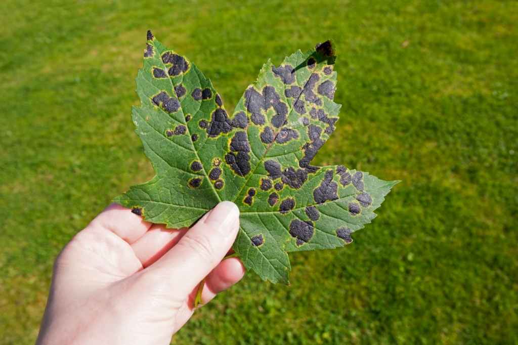 Symptoms of tar spot disease start in the summer