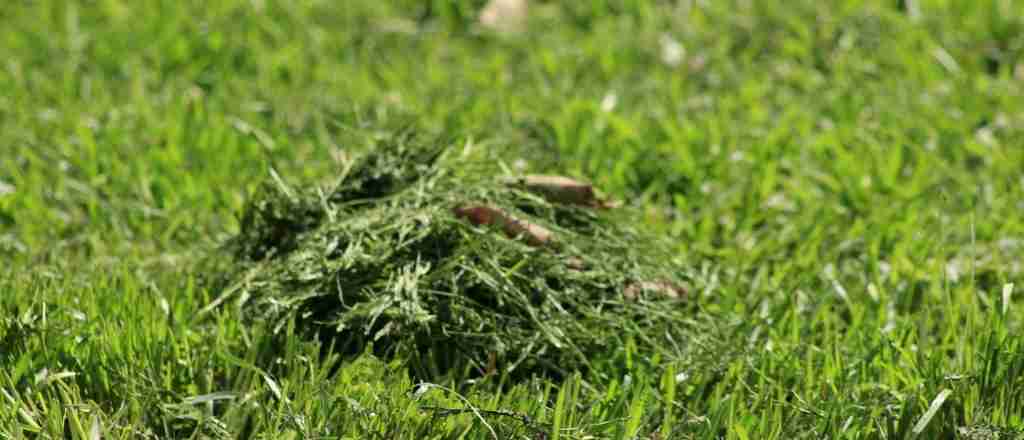 Use fresh grass clipping as mulch