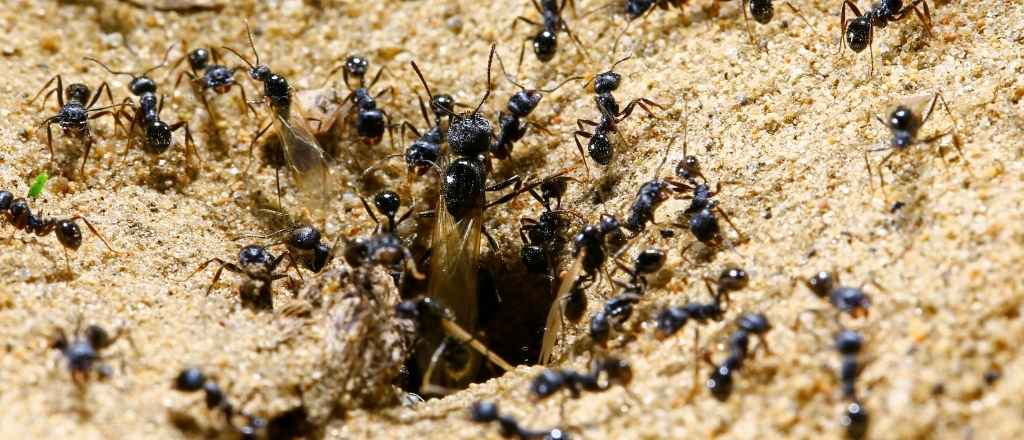 How to Locate a Carpenter Ant's Nesting