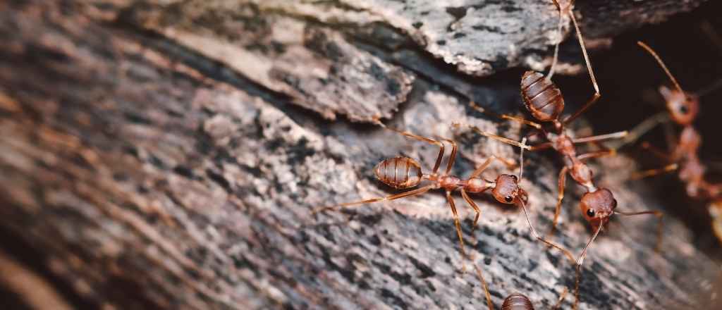 Sick Tree with Ants