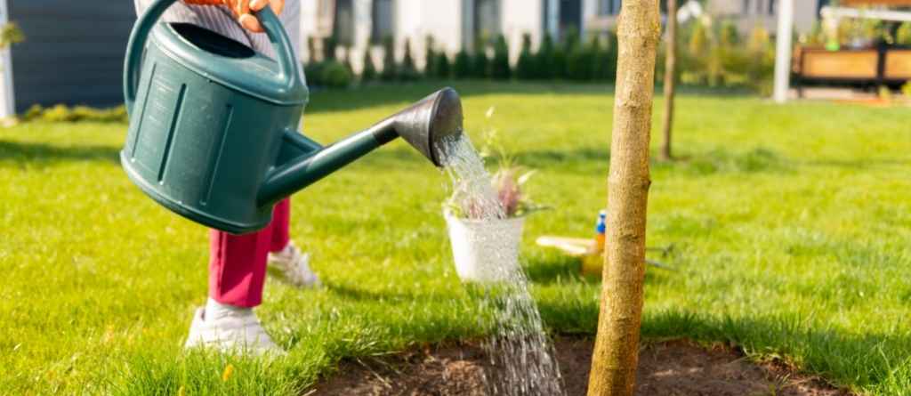 How Often to Water New Trees