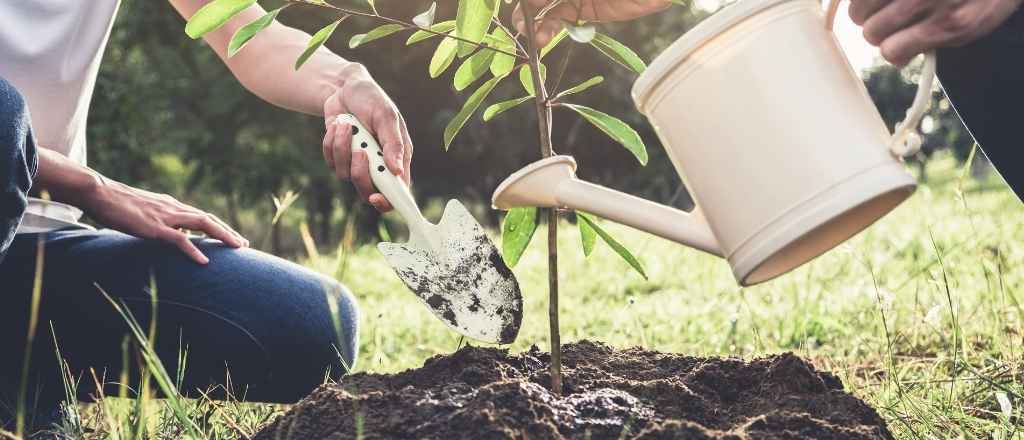 Watering Frequency of New Trees