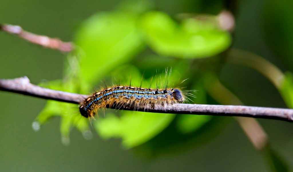 Common Tree Pests and Diseases