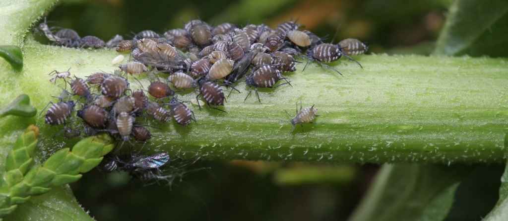 Tree Pests and Diseases