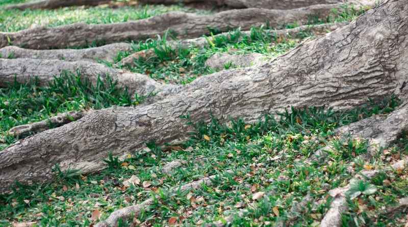 steps to stop tree roots from sprouting