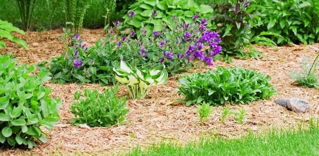 edging garden bed