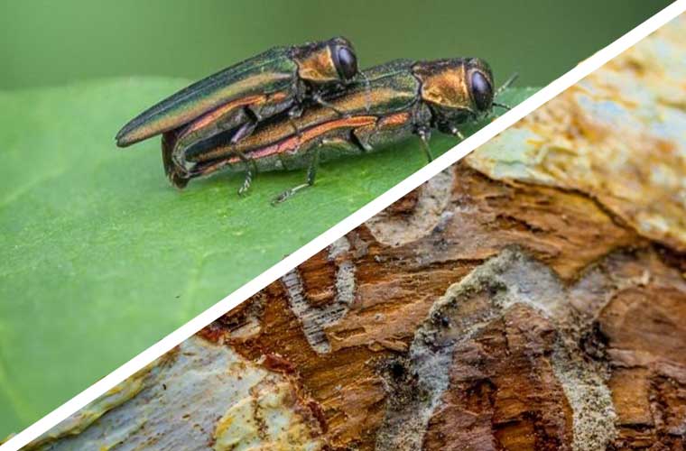 pest emerald ash borer