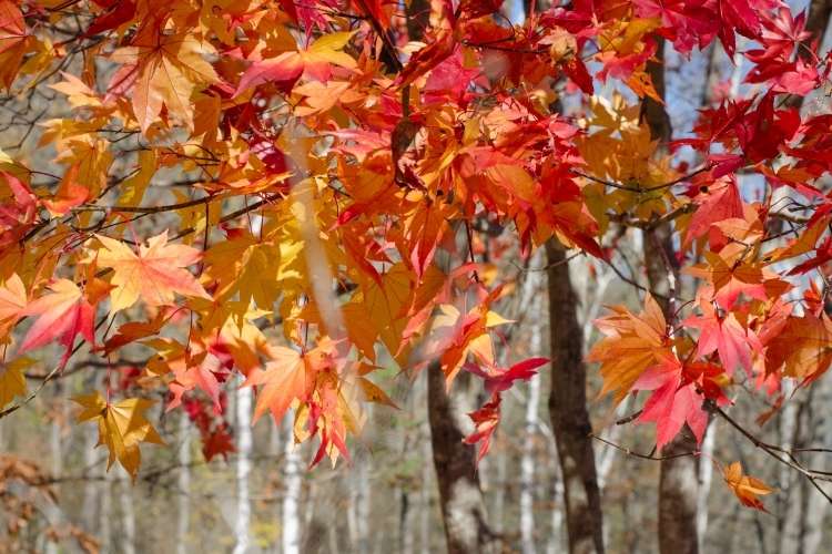 fall planting trees