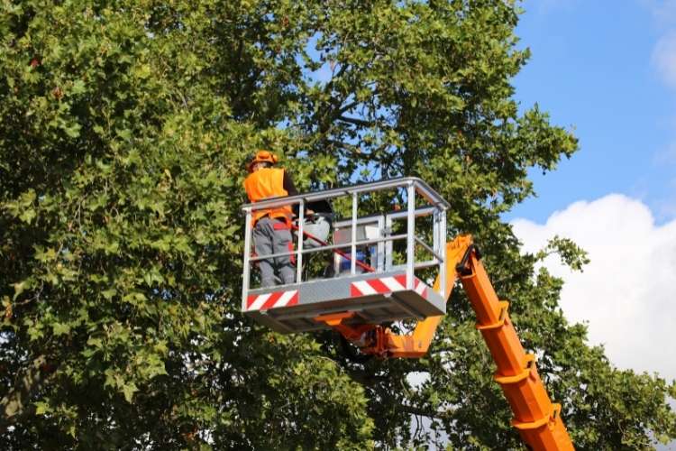 contact a professional tree service team