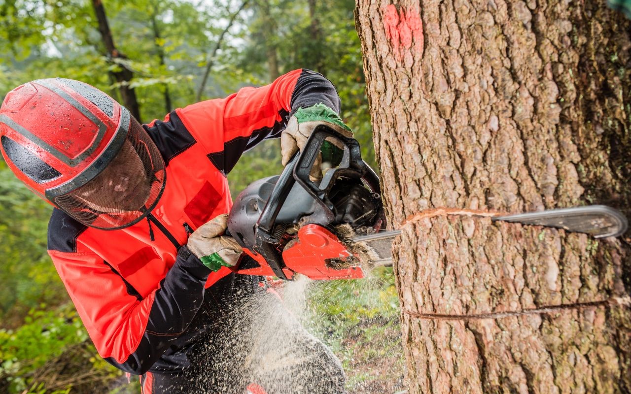 Why is it essential to maintain your trees in perfect condition