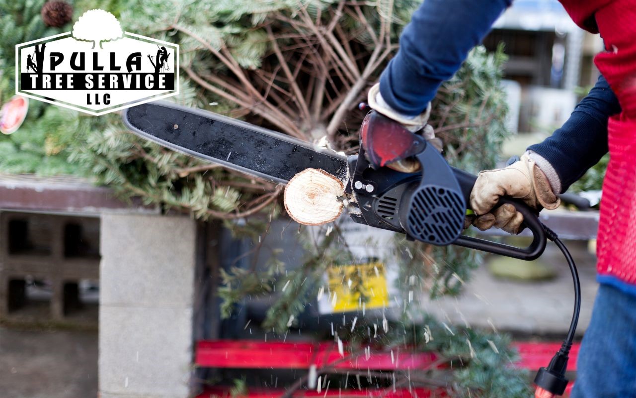 Steps to cut a Christmas tree