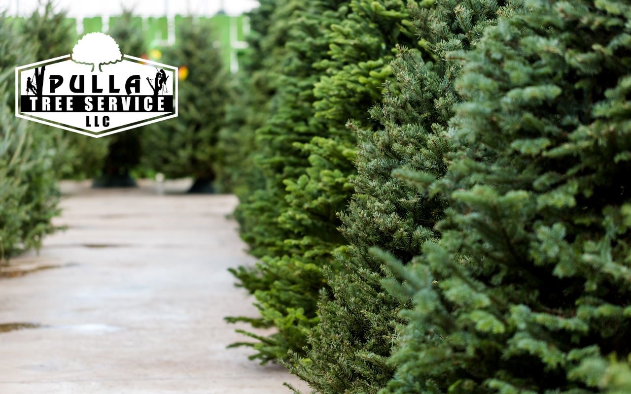 Need help with your Christmas tree? Contact us.