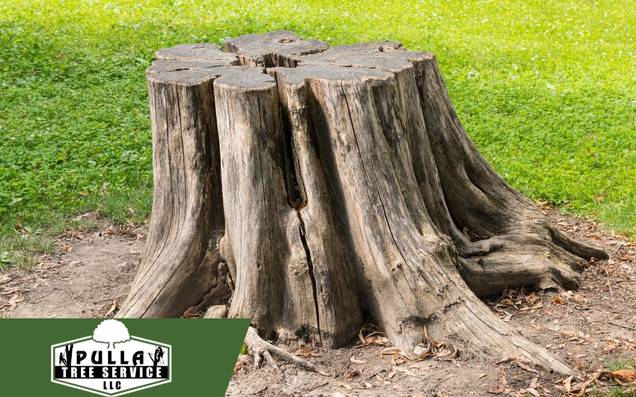 Discover what is stump grinding