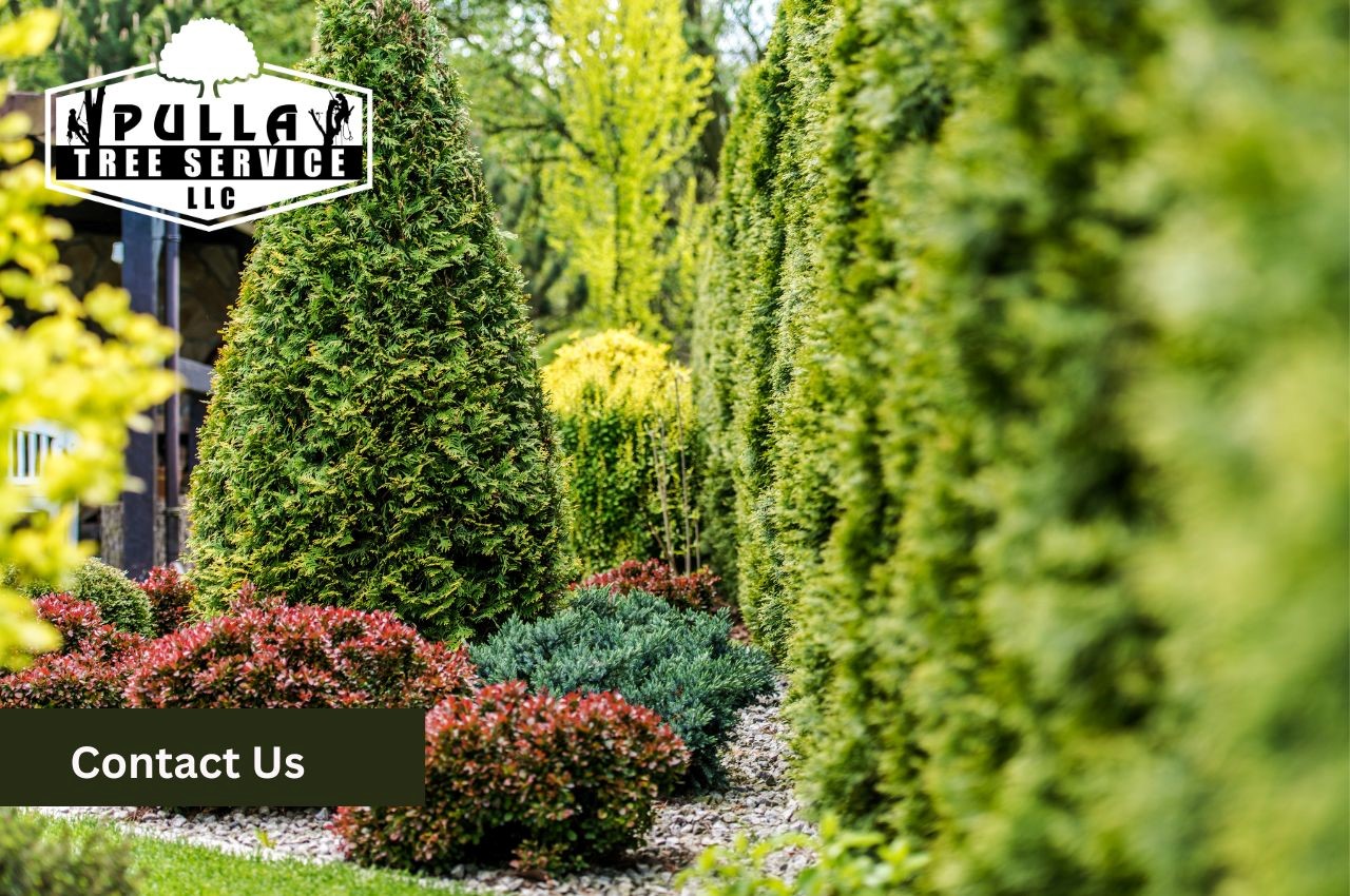 Get the best tree planting services in town with Pulla Tree Service LLC!