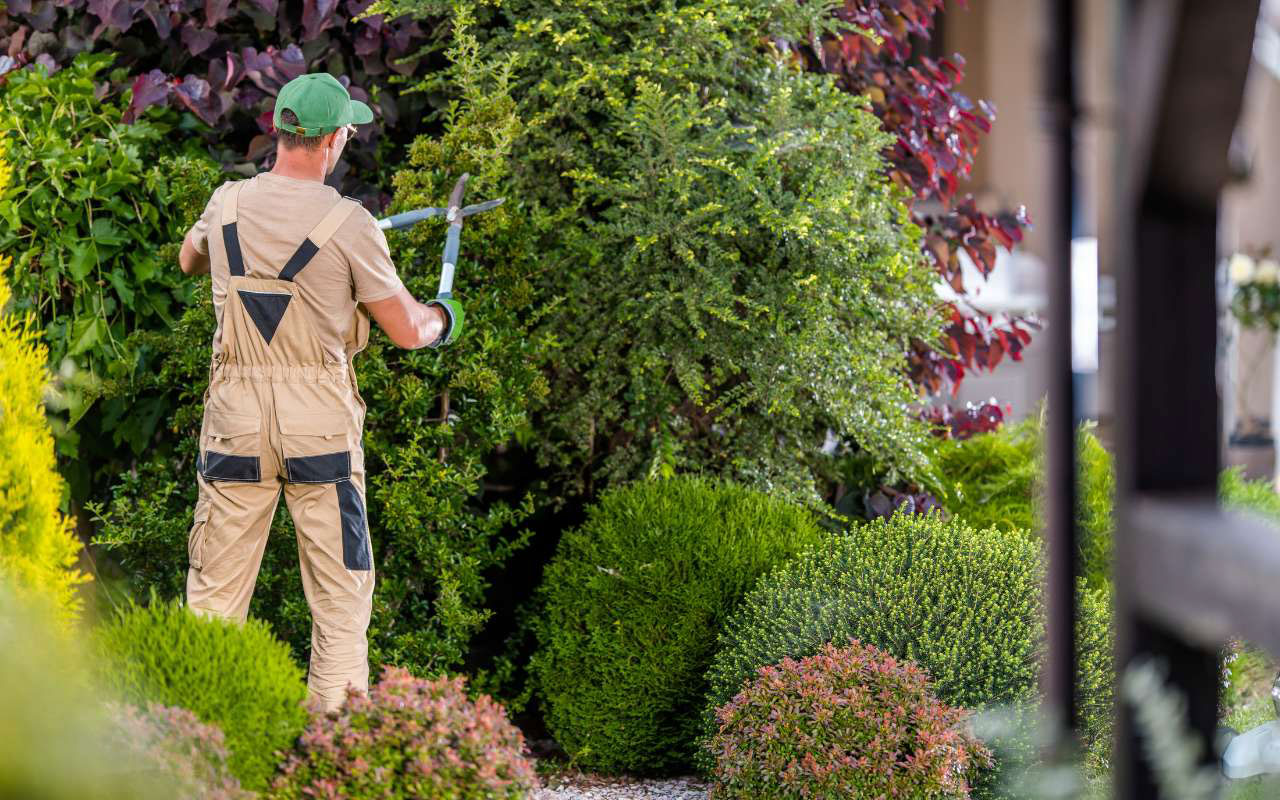 Expert tree trimming services.