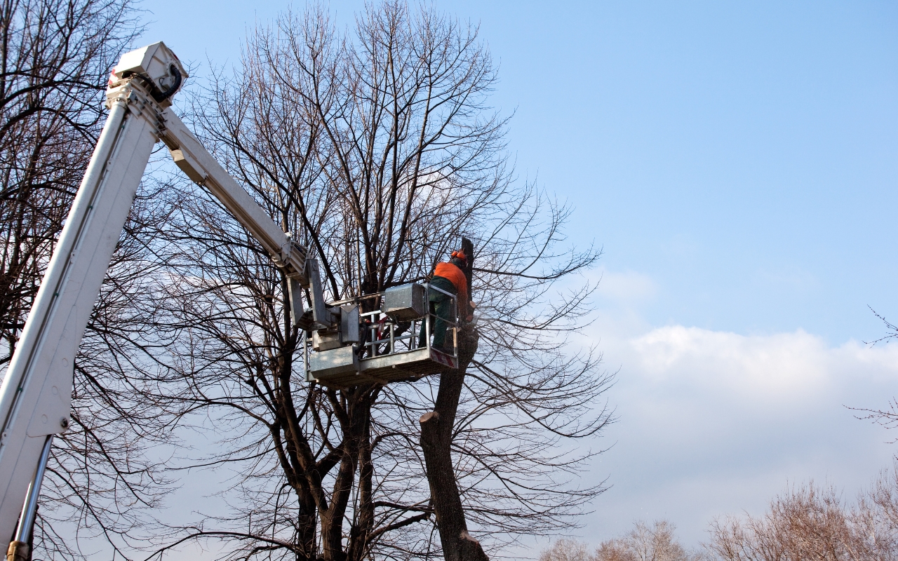 Common Reasons for Tree Removal