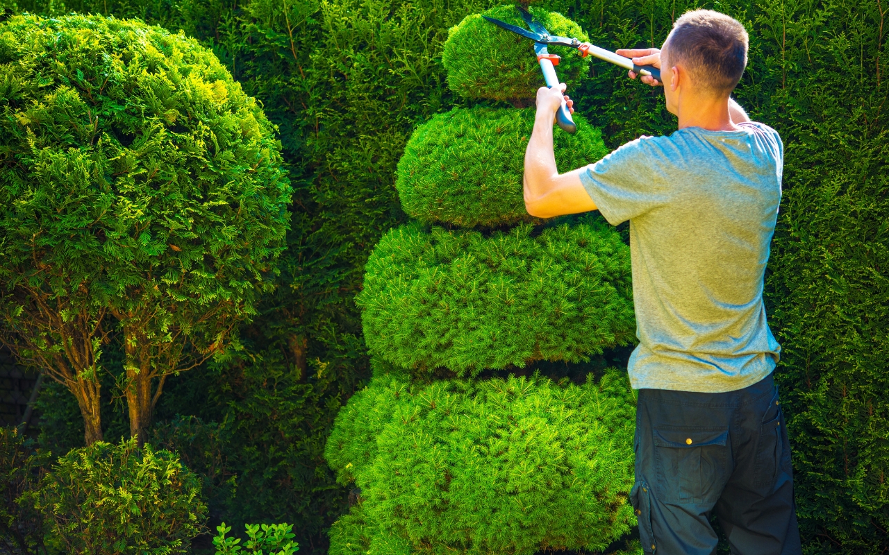 How Often to Trim Trees to Keep Them Healthy and Beautiful