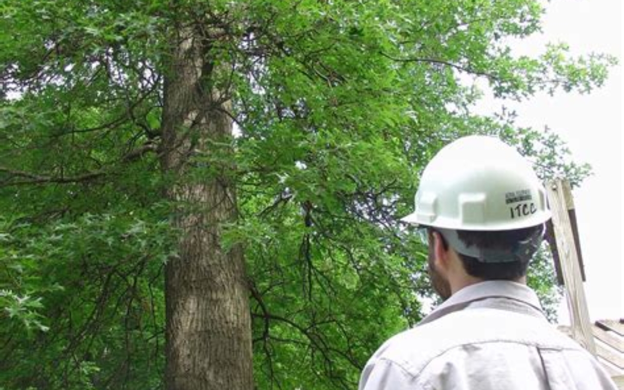 Planning the direction for a tree to fall safely.