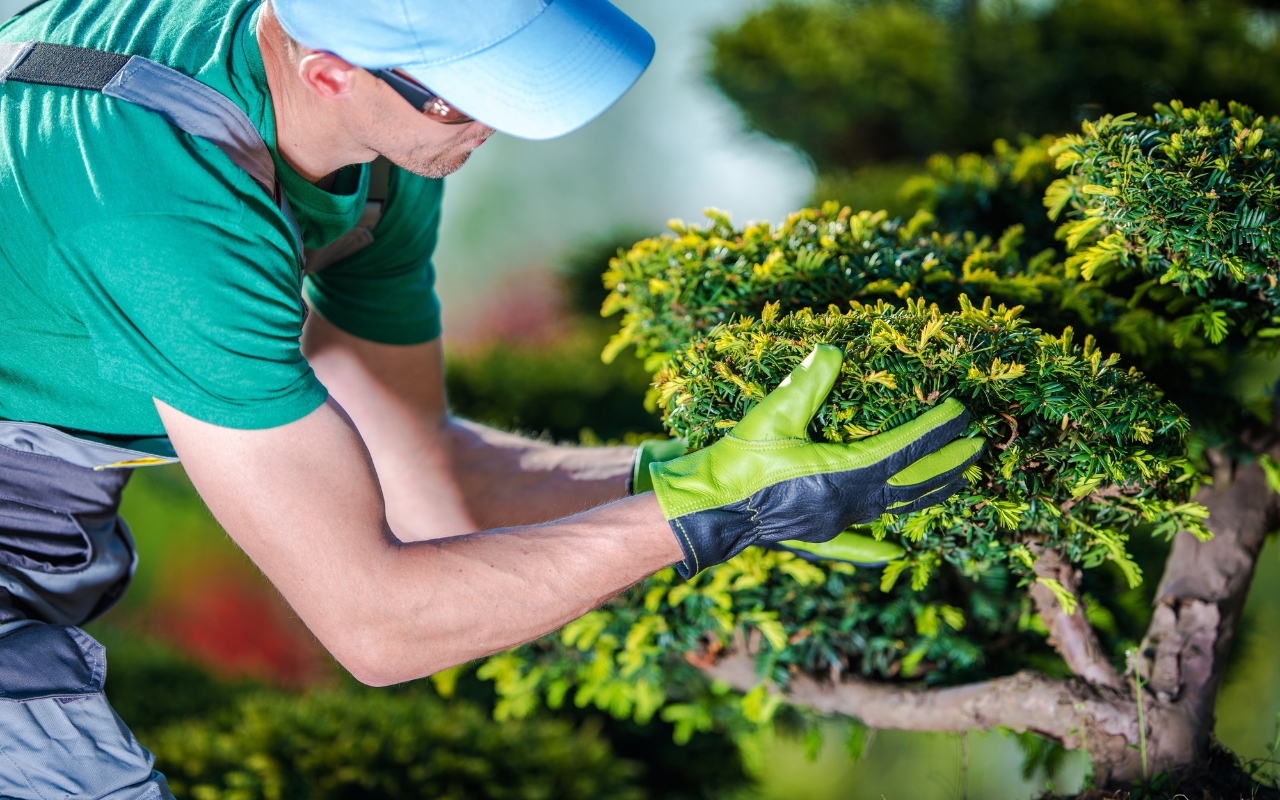 Professional tree care services enhancing property aesthetics and safety.