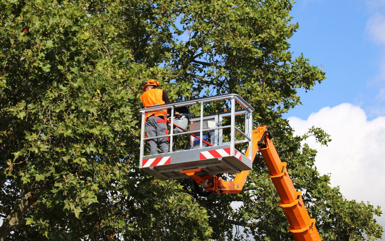 Arborists at work ensuring the health and longevity of trees.