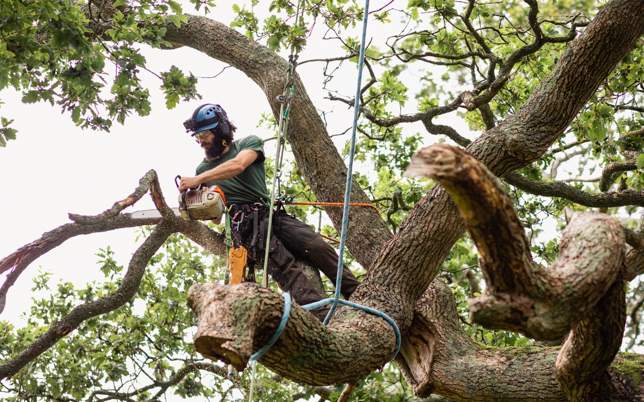 Essential safety tips for tree removal to avoid accidents.