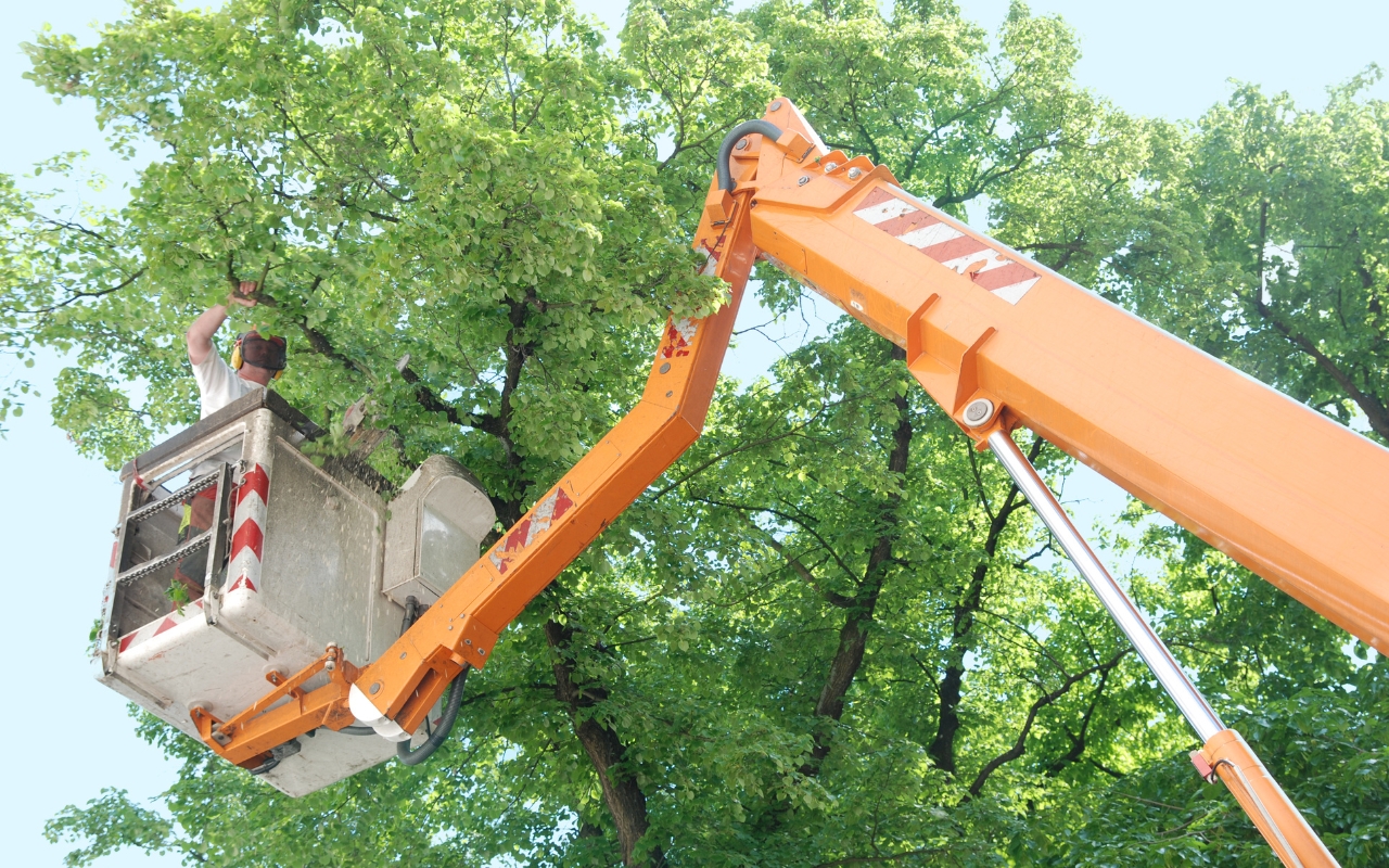 Why Tree Age and Size Matter in Trimming