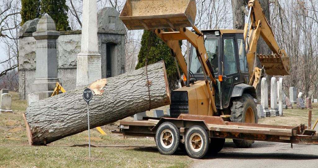 Affordable tree removal services in Danbury for safe and efficient tree cutting.