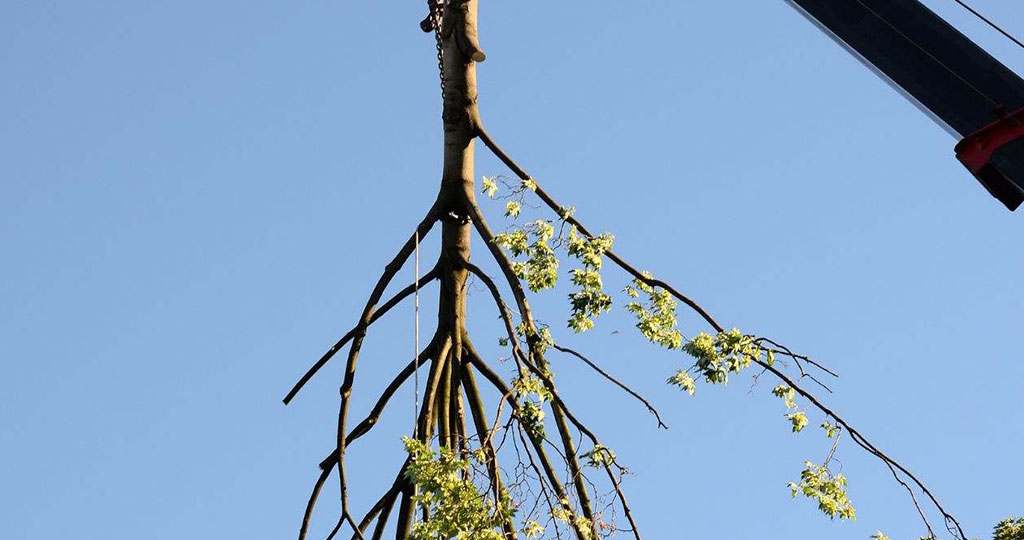 Emergency tree removal service in Danbury.