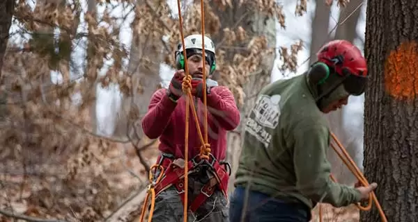 Get First-Rate Tree Removal in Greenwich CT Today