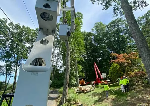 Keep Your Yard Neat and Clean with Our Tree Removal Services