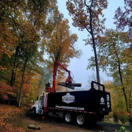 Tree Removal Services