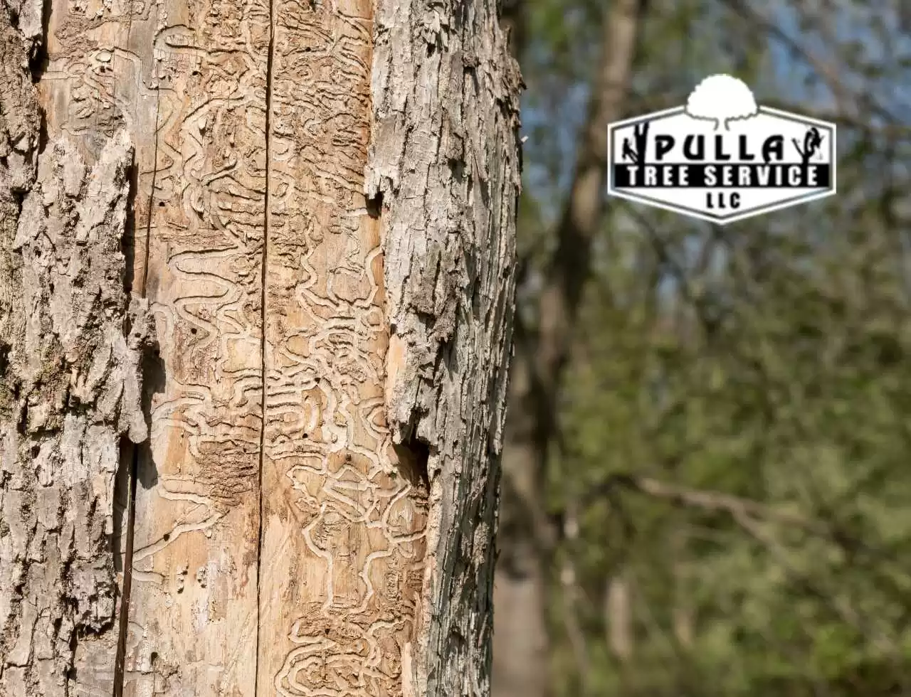 Unlocking Nature's Secrets: How to Identify an Ash Tree