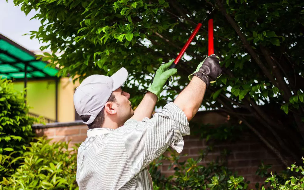 Tree trimming tips.